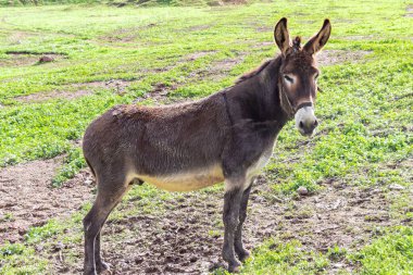 Doğası gereği ayakta duran bir katır