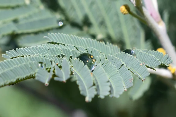 Water Drop Fresh Green Bipinnate Leaf — Stock Photo, Image