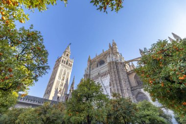 Giralda kulesi ve ön planda portakal ağaçları ile Saint Mary Kilisesi (Seville Katedrali) manzarası