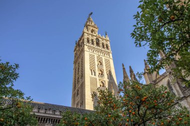 View of Giralda tower of Seville Cathedral of Saint Mary of the See (Seville Cathedral)  with oranges trees in the foreground clipart