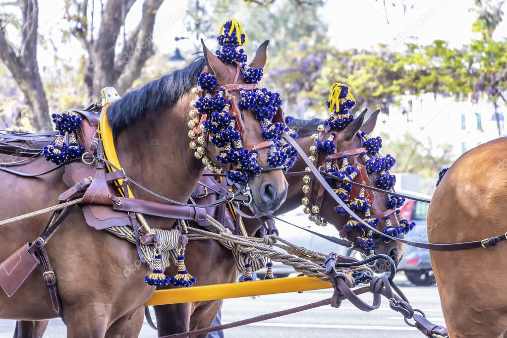 Andalusian horses at the April Fair, Seville Fair (Feria de Sevilla), Andalusia, Spain