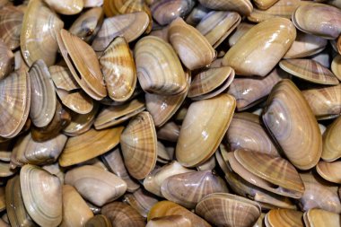 İstiridye dokusunun görünümü (coquina) 