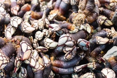 Birçok taze midye (pedunculata), İspanya 'nın Huelva kentindeki bir balık pazarında satılmaktadır.