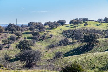 İspanya 'da yaygın bir dehesa manzarası, bazı holm meşeleri, mantar meşeleri
