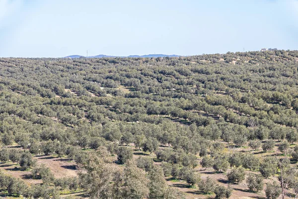Olivové Háje Sierra Huelva Andalusie Španělsko — Stock fotografie