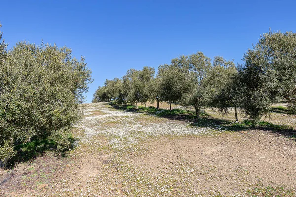 Gaje Oliwne Sierra Huelva Andaluzja Hiszpania — Zdjęcie stockowe