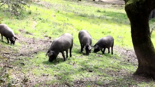 Iberyjskie Świnie Pasące Się Wsi Huelva Świnie Pastwisku — Wideo stockowe