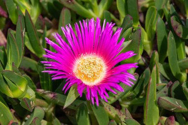 Carpobrotus Chilensis veya Carpobrotus edulis çiçeği. Pembe ve sarı çiçekli deniz inciri çiçekleri ve yeşil sulu yapraklar. Buz bitkisi, Aizoaceae familyasından yerde sürünen, hasıraltı yapan bir bitki..