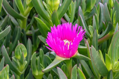 Carpobrotus Chilensis veya Carpobrotus edulis çiçeği. Pembe ve sarı çiçekli deniz inciri çiçekleri ve yeşil sulu yapraklar. Buz bitkisi, Aizoaceae familyasından yerde sürünen, hasıraltı yapan bir bitki..