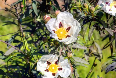 Kırmızı işaretli beyaz kaya gülleri.