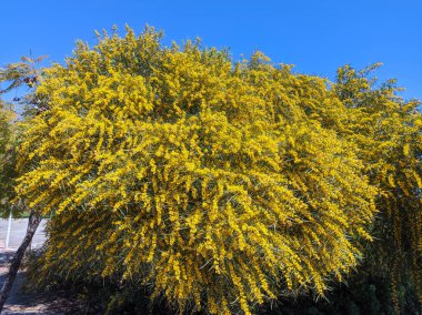 Acacia retinodes, gümüş akasya, uzun ömürlü kozmopolit ağaç türü. Bütün yıl boyunca çiçekler var. Bazı yaygın isimler sarı akasya, mimoza, dört mevsimlik mimoza, yeşil akasya