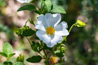 Cistus salviifolius, bilinen adıyla adaçayı yapraklı kaya gülü, salvia cistus veya Gelibolu gülü, Kistaceae familyasından bir çalı türü..