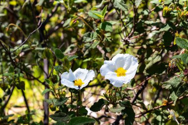 Cistus salviifolius, bilinen adıyla adaçayı yapraklı kaya gülü, salvia cistus veya Gelibolu gülü, Kistaceae familyasından bir çalı türü..