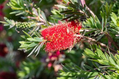 Callistemon citrinus Curtis Skeels, Myrtaceae familyasından Avustralya 'nın Queensland, New South Wales ve Victoria eyaletlerine özgü bir çalılıktır.