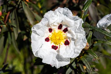 Kırmızı işaretli beyaz kaya gülleri.