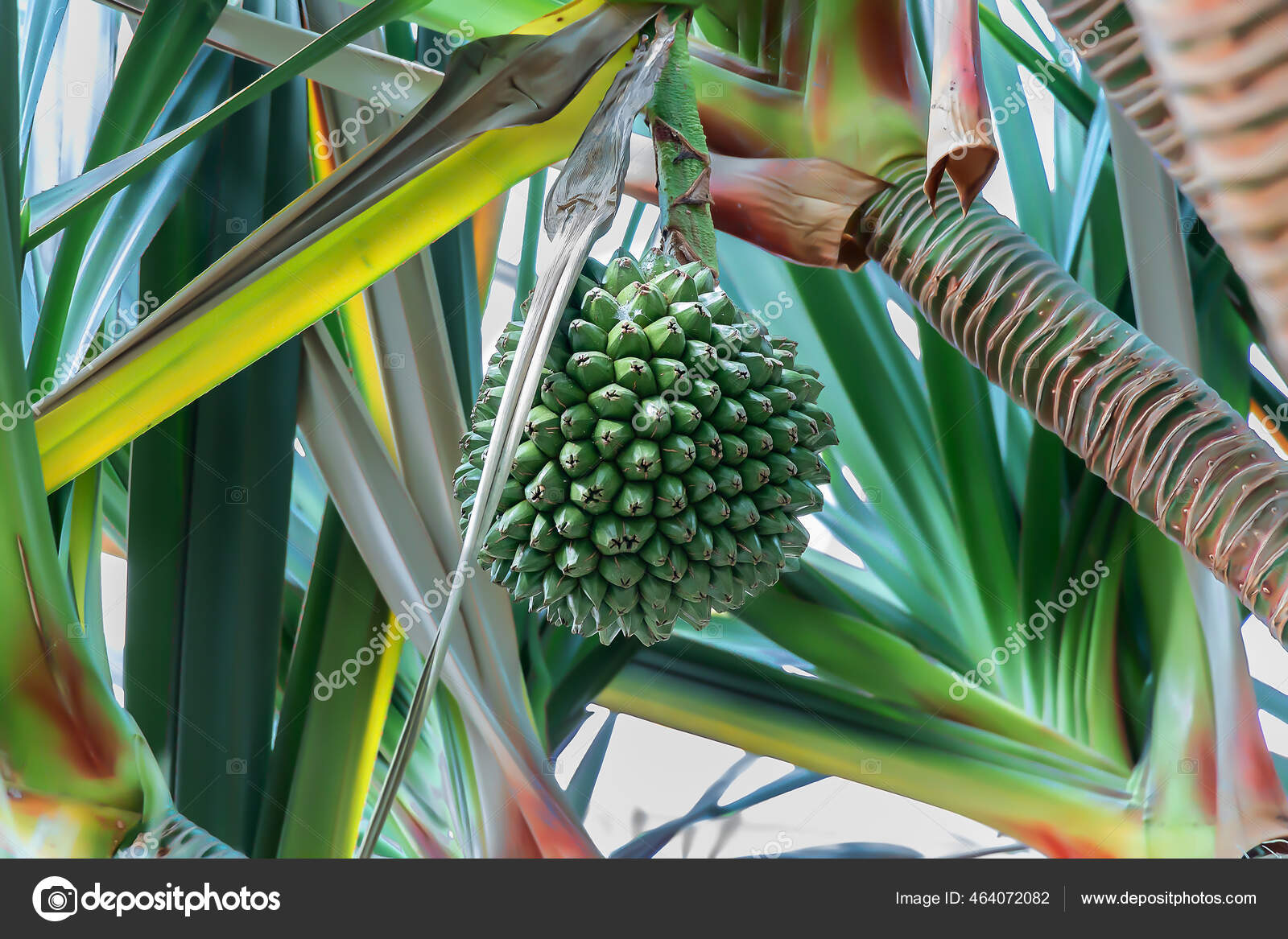 Pandano Pandanus Utilis Tropical Tree Native Madagascar Mauritius