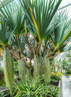 Pandano, Pandanus Utilis, tropikal bir ağaçtır. Madagaskar ve Mauritius 'a özgü ve Porto Riko, Florida ve Kaliforniya' daki bahçelerde ortaya çıkıyor..
