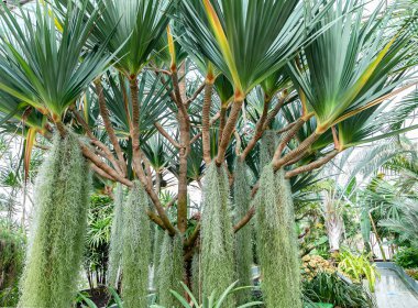 Pandano, Pandanus Utilis, tropikal bir ağaçtır. Madagaskar ve Mauritius 'a özgü ve Porto Riko, Florida ve Kaliforniya' daki bahçelerde ortaya çıkıyor..
