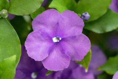 Brunfelsia pauciflora or calycina, Jasmine of Paraguay, is a phanerogamic species native to the Paraguayan forest Known as the National Flower of Paraguay clipart