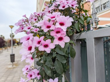 Pandorea jasminoides (Lindl.) K. Schum, yasemin, çalı zambağı. Pandorea, Bignoniaceae familyasına ait 8 kabul görmüş tırmanma bitkisine sahip bir cinstir..