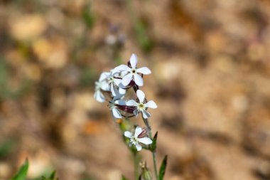 Silene gallica, kedigiller (Caryophyllaceae) familyasından bir bitki türü..