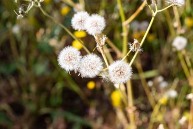 Karahindiba çiçeği, acı hindiba ya da radicheta, sarı çiçeği karahindiba olarak bilinen Taraxacum officinale, Asteraceae ailesinin bir bitkisidir.