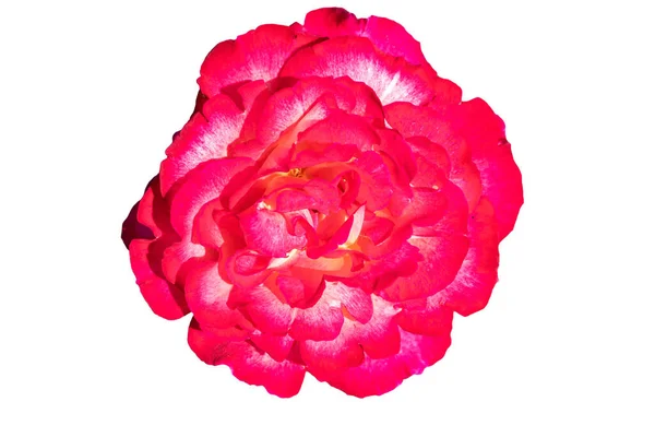 Red Rosa Chinensis Közismert Nevén Kínai Vagy Kínai Rózsa Vagy — Stock Fotó