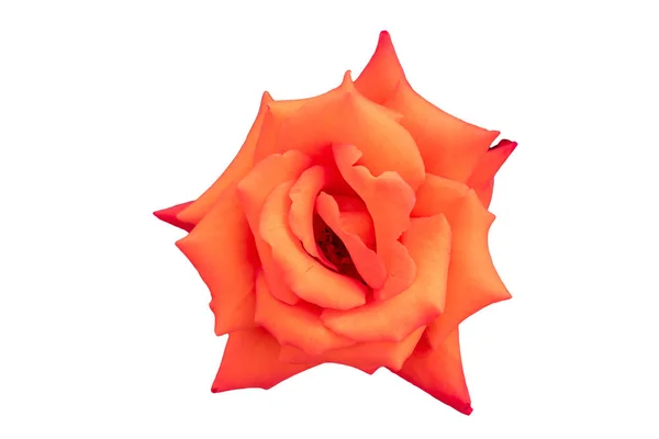 Orange Rose Rosa Genus Isolated White Background — Photo