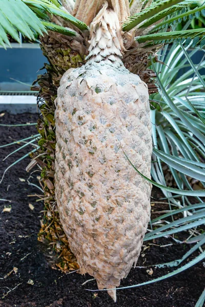 Dioon Spinulosum Obří Dioon Nebo Guma Palma Cycad Endemické Vápencové — Stock fotografie