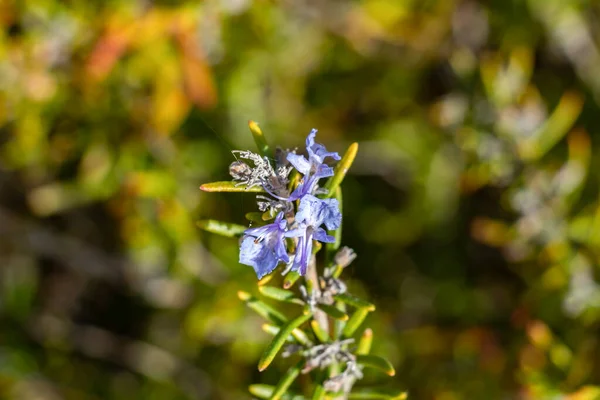 Salvia Rosmarinus Vulgarmente Conhecida Como Alecrim Arbusto Com Folhas Perfumadas — Fotografia de Stock