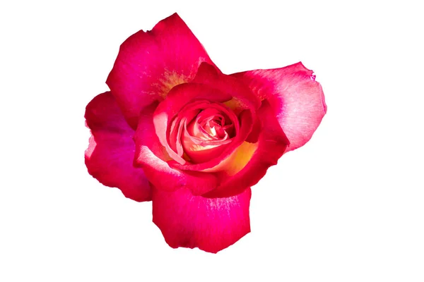 Vörös Rózsa Rosa Nemzetség Áll Egy Jól Ismert Csoportja Általában — Stock Fotó