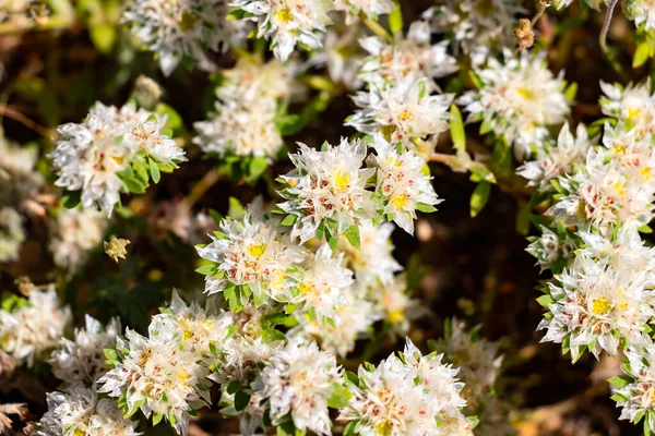 Paronyki Argentea Vanligen Kallad Blodrot Eller Nevadilla Örtartad Växt Familjen — Stockfoto