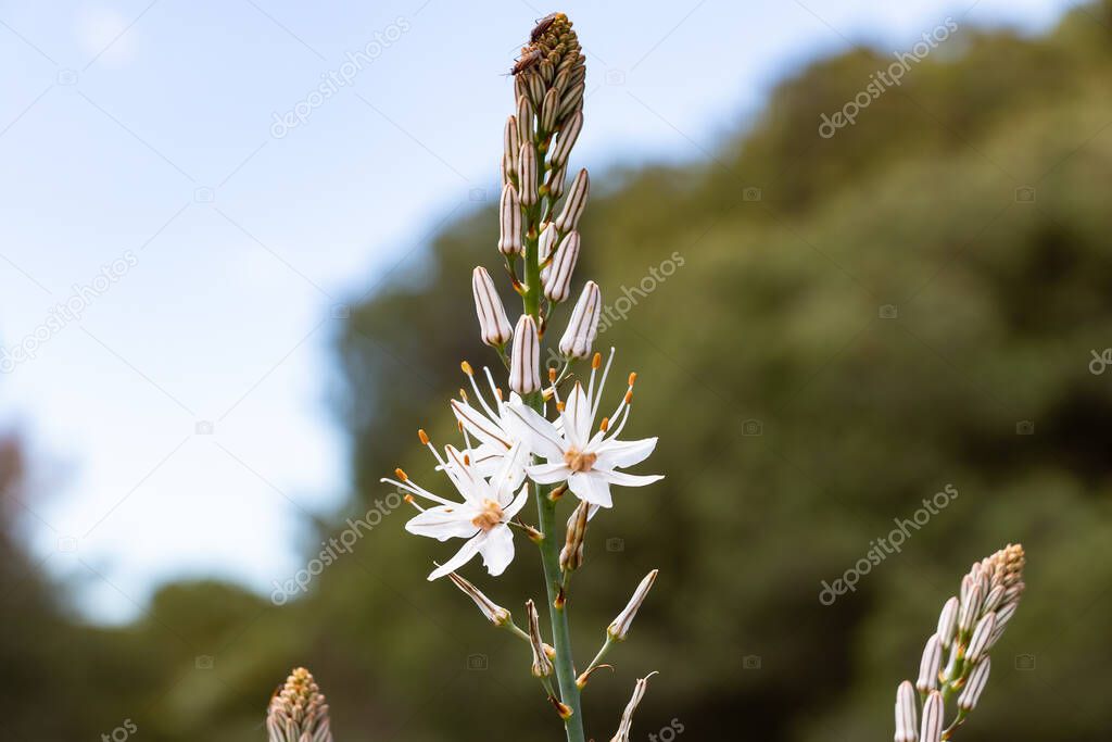 Asphodelus L., Sp. is a genus of mainly perennial flowering plants in the asphodel family Asphodelaceae. The genus was formerly included in the lily family, Liliaceae.