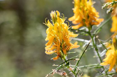 Genista hirsuta, Legume familyasından bir çalı türü. Genista, baklagiller (Fabaceae) familyasından bir bitki cinsidir.