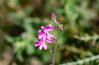 Silene scabriflora, Caryophyllaceae familyasından bir kuş türü. İber Yarımadası boyunca dağıtılır..