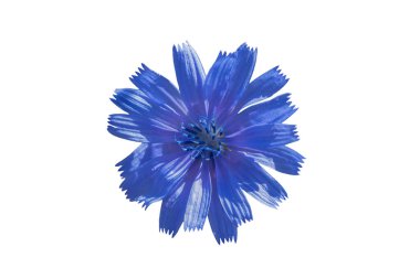 Cichorium intybus, Asteraceae familyasından genellikle parlak mavi çiçekleri olan, nadiren beyaz ya da pembe renkli bir bitkidir.. 