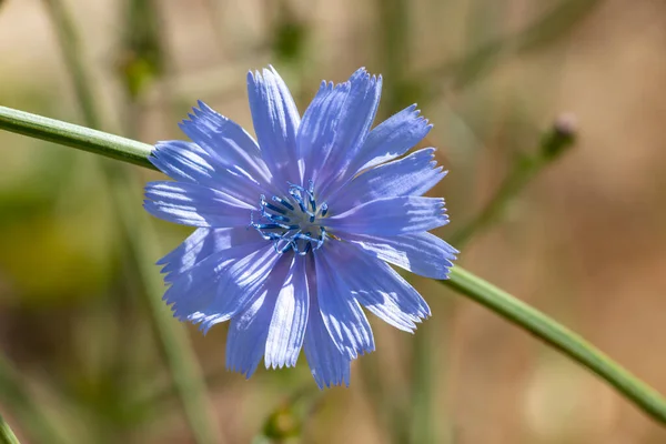 Cichorium Intybus Achicoria Común Una Planta Herbácea Algo Leñosa Perenne — Foto de Stock