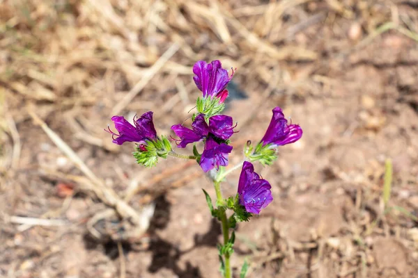 Echium Plantagineum Powszechnie Znany Jako Fioletowy Viper Bugloss Lub Przekleństwo — Zdjęcie stockowe