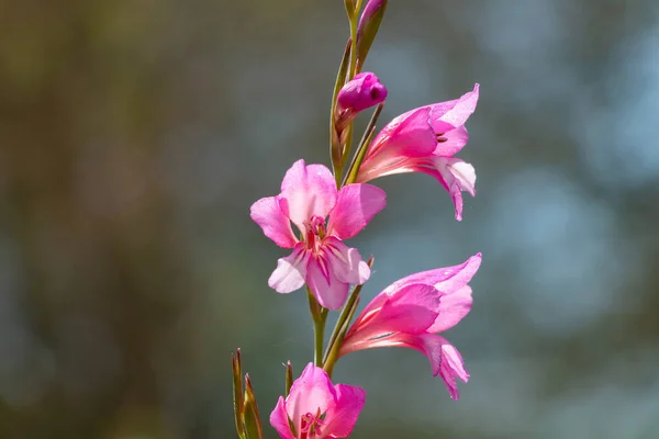 Gladiolus Illyricus Gladíolo Selvagem Uma Planta Gladíolo Alto Que Cresce — Fotografia de Stock