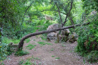 Huelva, Endülüs, İspanya dağlarında yürüyüş yolunda devrilmiş bir ağaç.