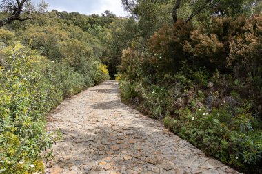 Ormanın ortasındaki patika. Yürümek için güzel bir yer, bol doğa, çok yeşil ve bakir bitki örtüsü. Huelva dağlarında gezinti rotası