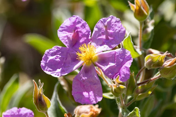 Cistus Albidus Una Especie Planta Fanerógama Perteneciente Familia Cistaceae Con — Foto de Stock