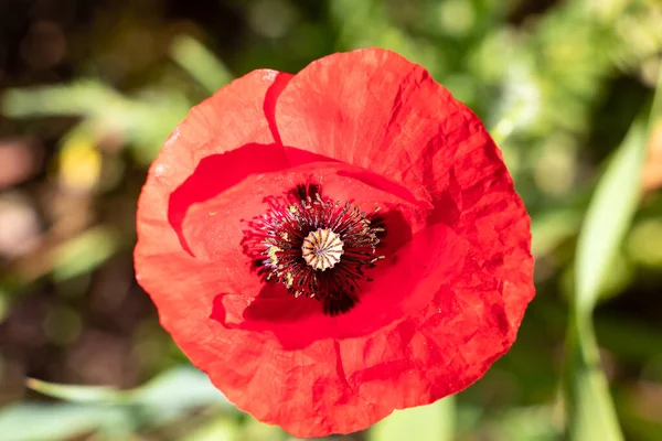 Papaver Rhoeas Common Names Corn Poppy Corn Rose Field Poppy — Stock Photo, Image