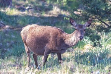 Sierra de Cazorla, Cazorla dağlarında hamile geyik (Cervus Elaphus)