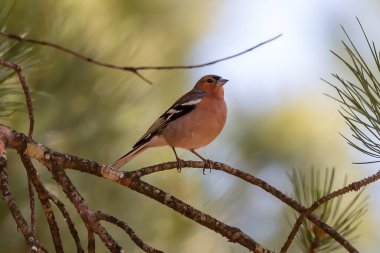 Ormandaki bir çam ağacının üzerinde yaygın (Fringilla coelebs).
