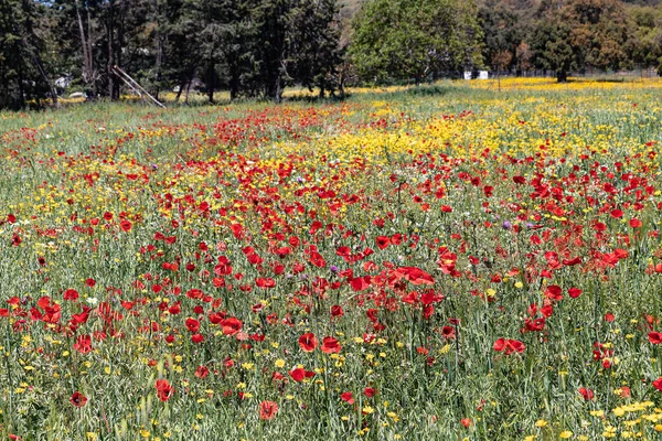 Campo Papaver Rhoeas Nombres Comunes Son Comunes Amapola Maíz Rosa — Foto de Stock