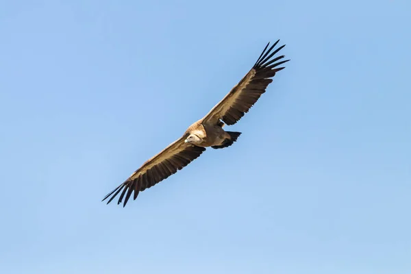 Sęp Płowy Gyps Fulvus Latający Sierra Cazorla Jaen Hiszpania — Zdjęcie stockowe