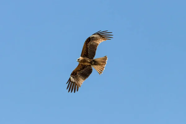 Czarny Kite Milvus Migrans Latający Parku Narodowym Donana Andaluzja Hiszpania — Zdjęcie stockowe