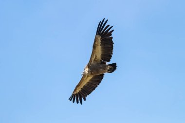 Griffon akbabası, Gyps Fulvus Sierra de Cazorla, Jaen, İspanya 'da uçuyor.
