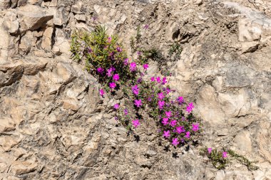 Violeta de Cazorla ya da Viola cazorlensis, Sierra de Cazorla, Segura ve Las Villas familyasından bir kuş türü..